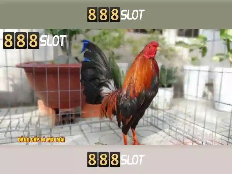 Trải nghiệm slot cao cấp 888SLOT